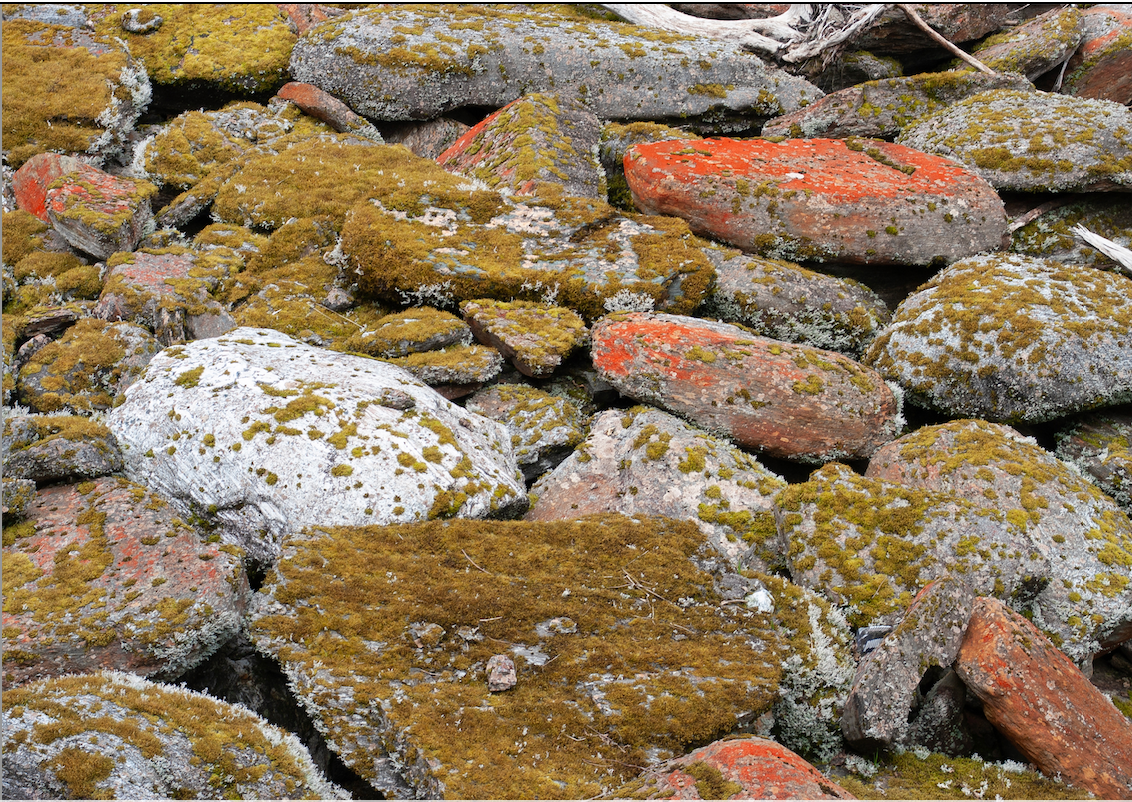 Orange Lichen